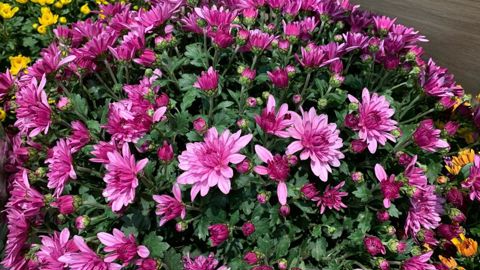 Belle qualité et prix attractifs, les chrysanthèmes font office de prix d’appel à la Toussaint. ©O. Maillard